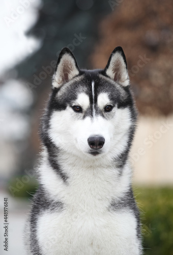 Black and white siberian husky © Ilona Didkovska