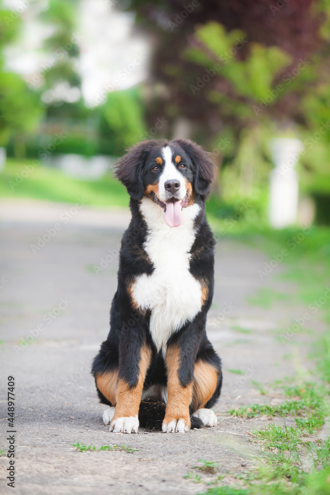 Beautiful dog breed bernese mountain dog in the park