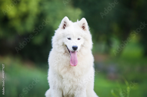 Samoyed is a very beautiful dog © Ilona Didkovska