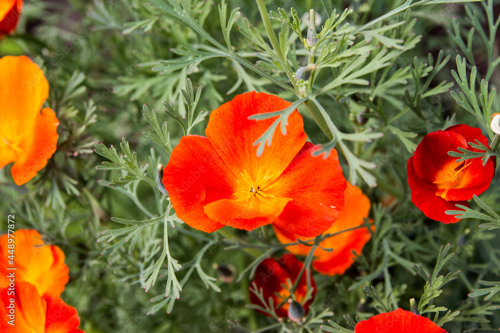 Beautiful orange escholzia flower. High quality photo Beautiful orange escholzia flower. High quality photo
