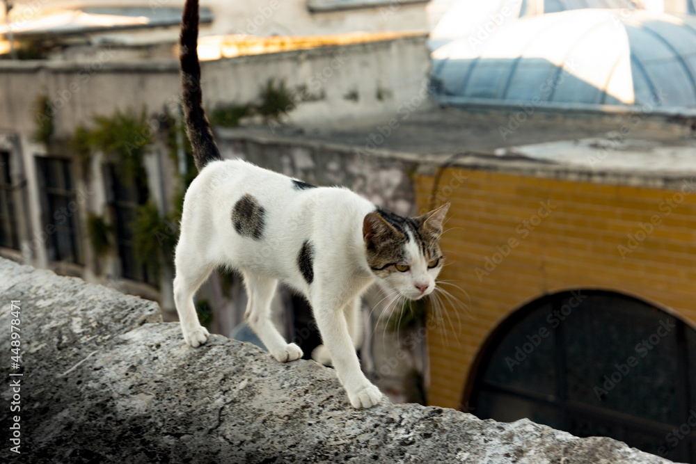 Homeless cat In Istanbul. Turkey