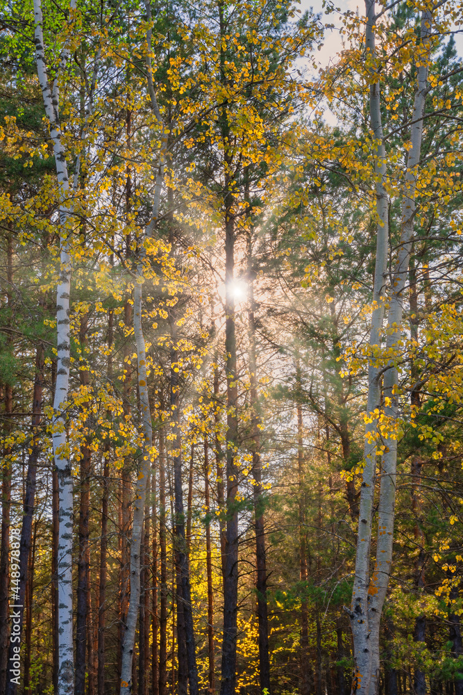 The sun rays break through the dense birches and pines. Sunset landscape in the countryside in summer. Sunsets and sunrises, forests, common vegetation, hiking, graphic resources.