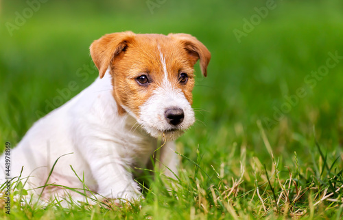 Cute happy healthy pet dog puppy sitting in the grass and listening