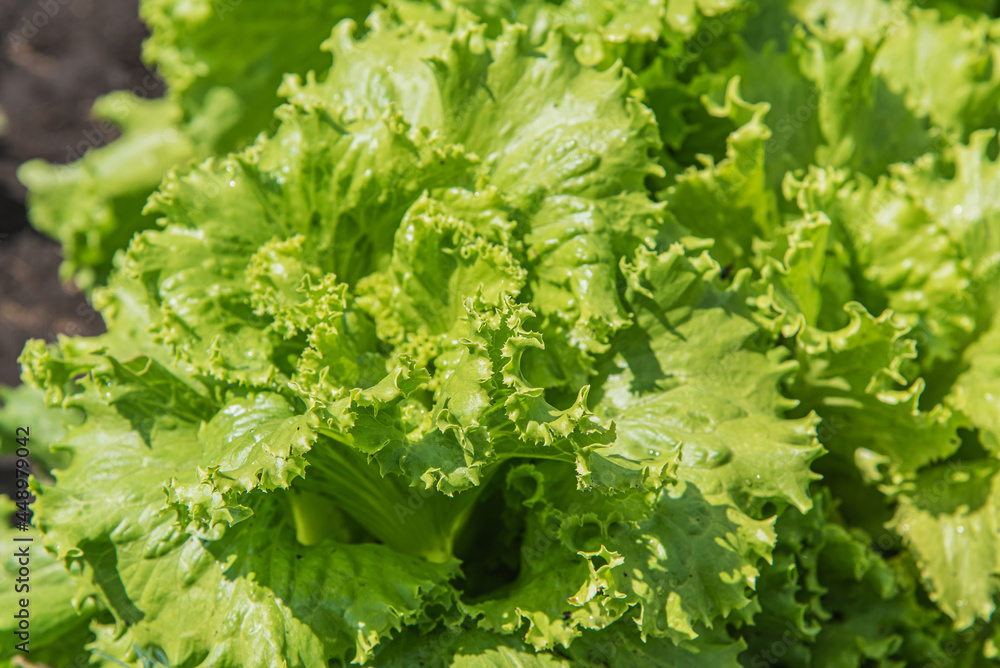 Lettuce plant grows in the vegetable garden in the village Lettuce plant grows in the vegetable garden in the village