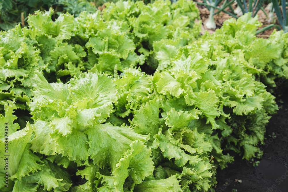 Green lettuce grows in the vegetable garden in summer Green lettuce grows in the vegetable garden in summer