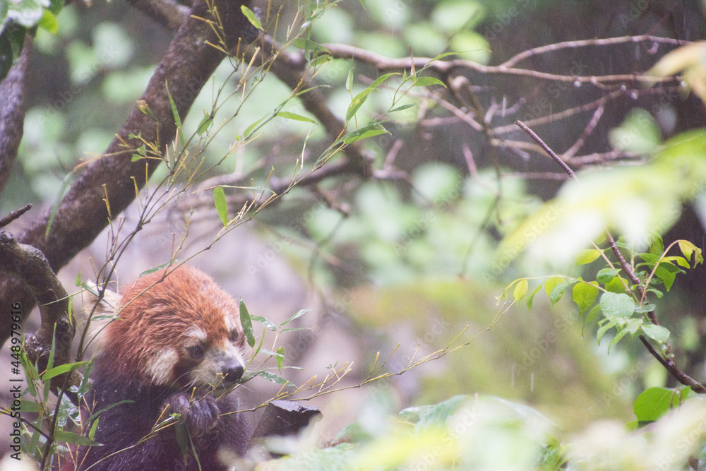 レッサーパンダ