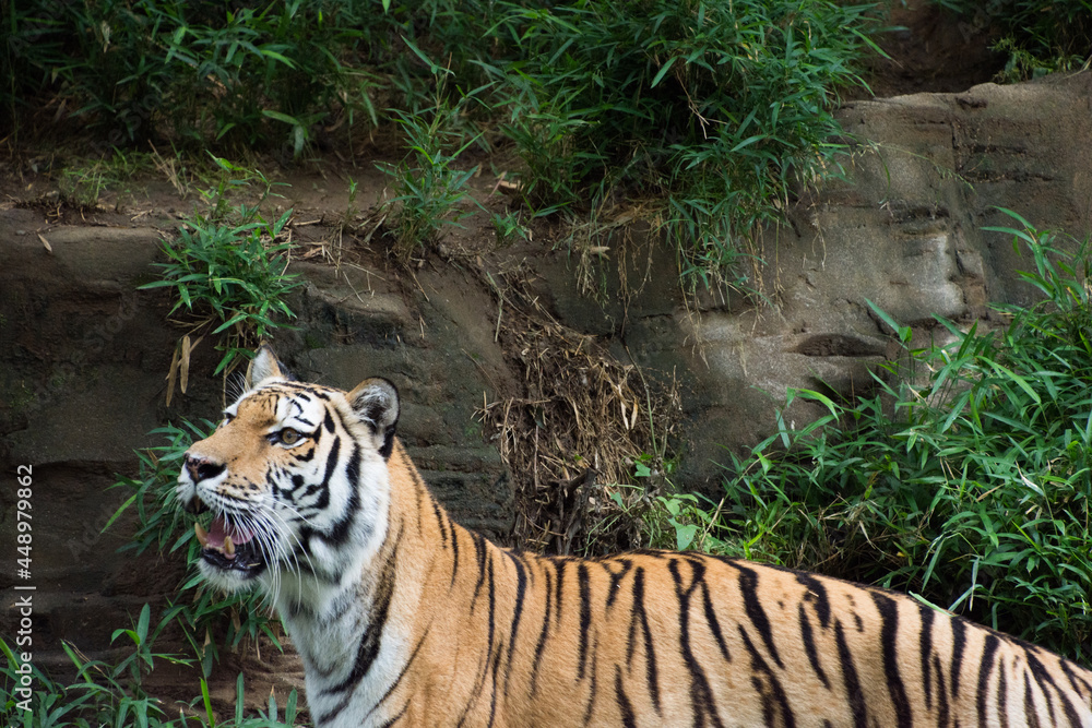 Obraz premium アムールトラ