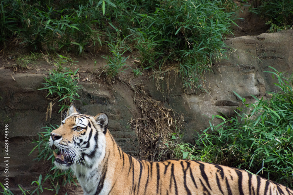 Obraz premium アムールトラ