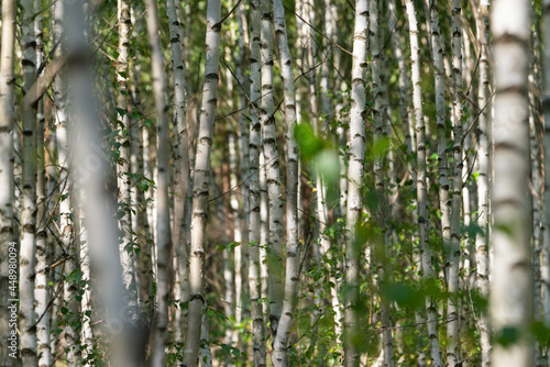 Fototapeta Naklejka Na Ścianę i Meble -  Tekstura utworzona przez cienkie, białe pnie młodych drzew w zagajniku brzozowym.
