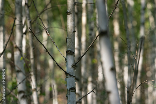 Fototapeta Naklejka Na Ścianę i Meble -  Tekstura utworzona przez cienkie, białe pnie młodych drzew w zagajniku brzozowym.