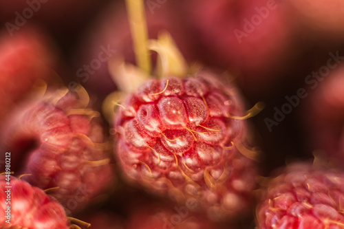 Fresh organic ripe raspberry - forest fruit