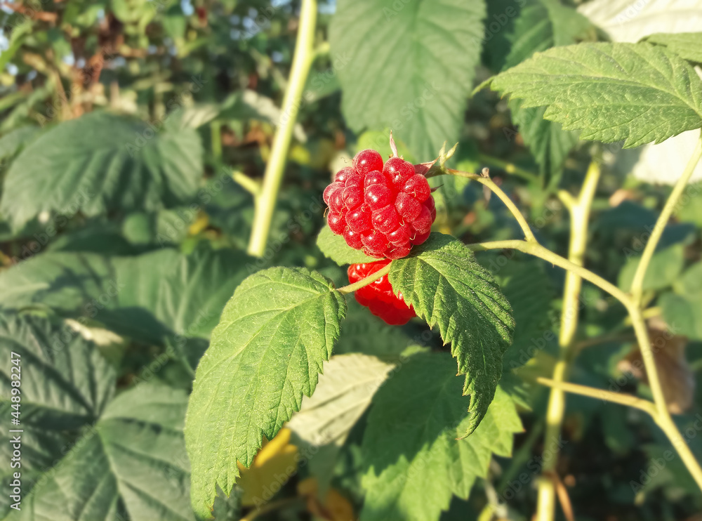 Ripe red raspberries on a bush Ripe red raspberries on a bush