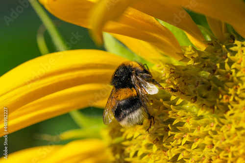 Bumblebee collecting nectar