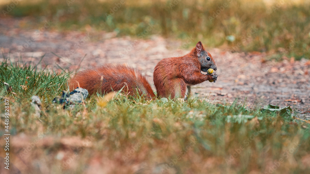 red fox in the grass red fox in the grass