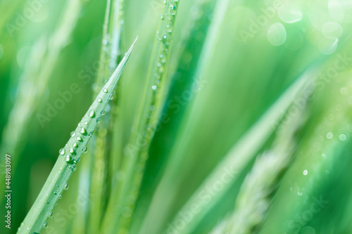 Water drops on grass leaf, defocused light