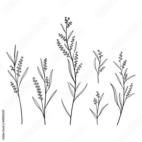 Fototapeta Naklejka Na Ścianę i Meble -  Black vector hand-drawn floral and botany elements