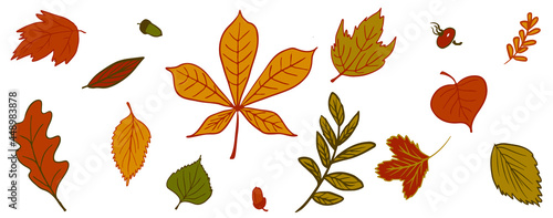 Autumn leaves set. Oak, birch, chestnut, linden, rowan, rosehip, elm vector fall leaves sketch illustrations isolated on white background for infographic, wallpaper, package, textile design.