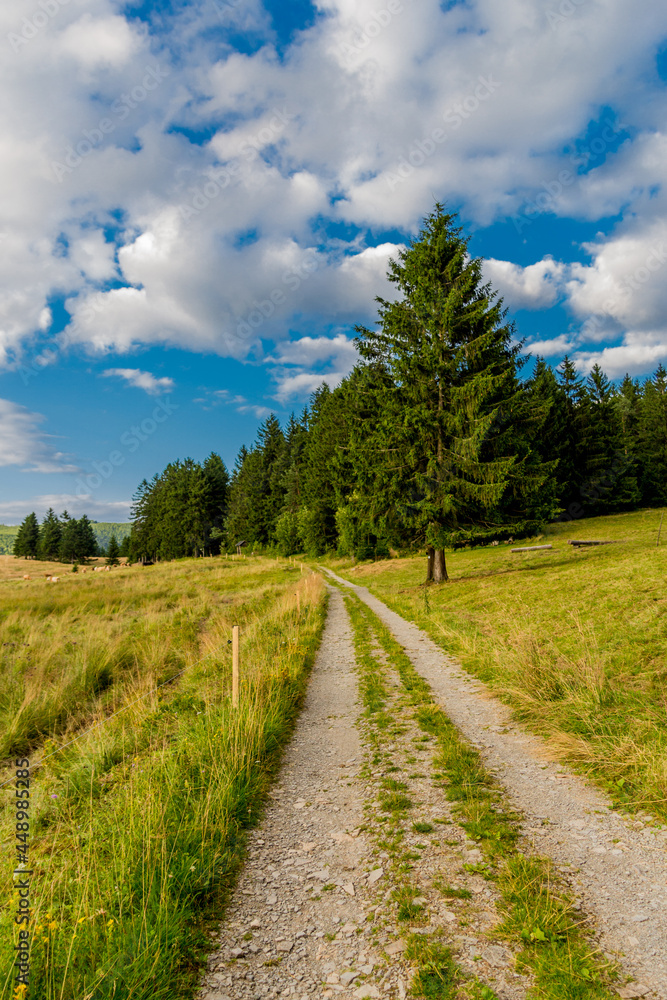 Sommerspaziergang durch die schöne Natur des Thüringer Waldes