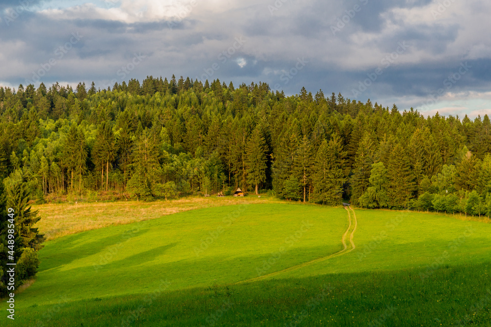 Fototapeta premium Sommerspaziergang durch die schöne Natur des Thüringer Waldes