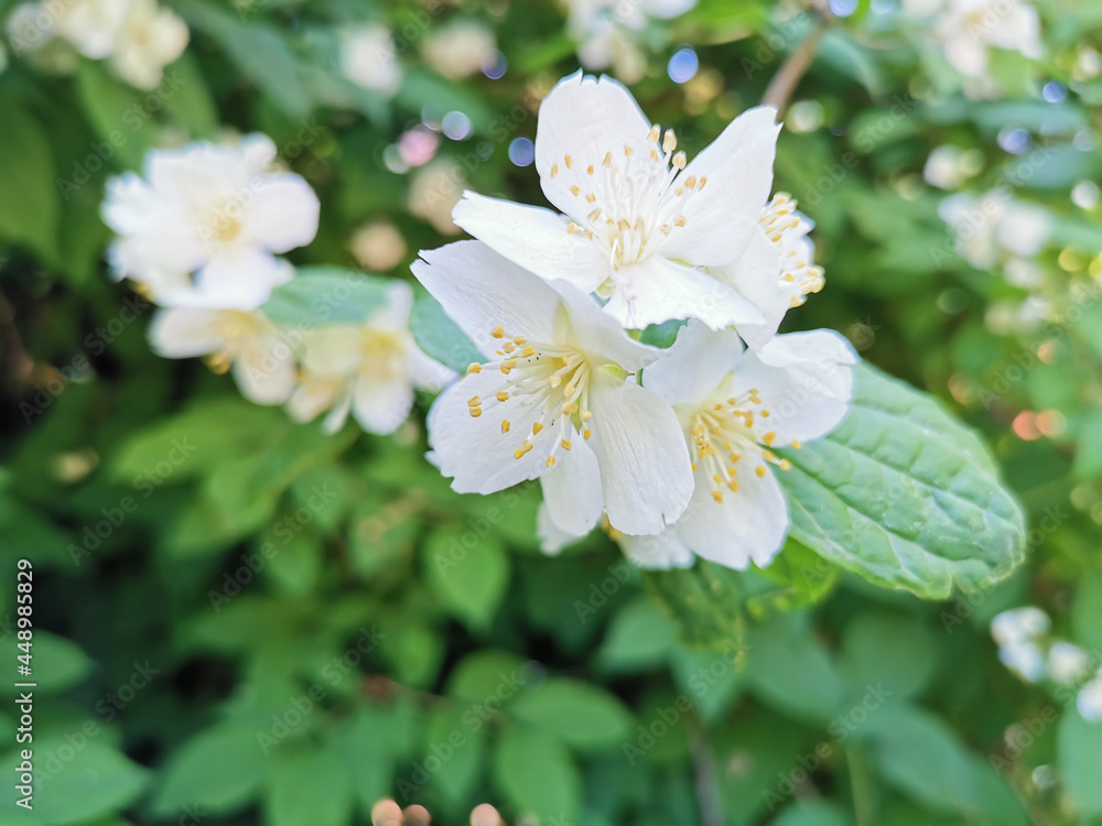 Blooming jasmine, chubushnik ( Lat. Philadelphus) in the Catherine Park of the city of Kronstadt Blooming jasmine, chubushnik ( Lat. Philadelphus) in the Catherine Park of the city of Kronstadt