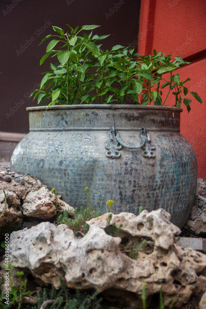 Pepper seedlings grown in a fairly old metal pot. garden decoration Pepper seedlings grown in a fairly old metal pot. garden decoration