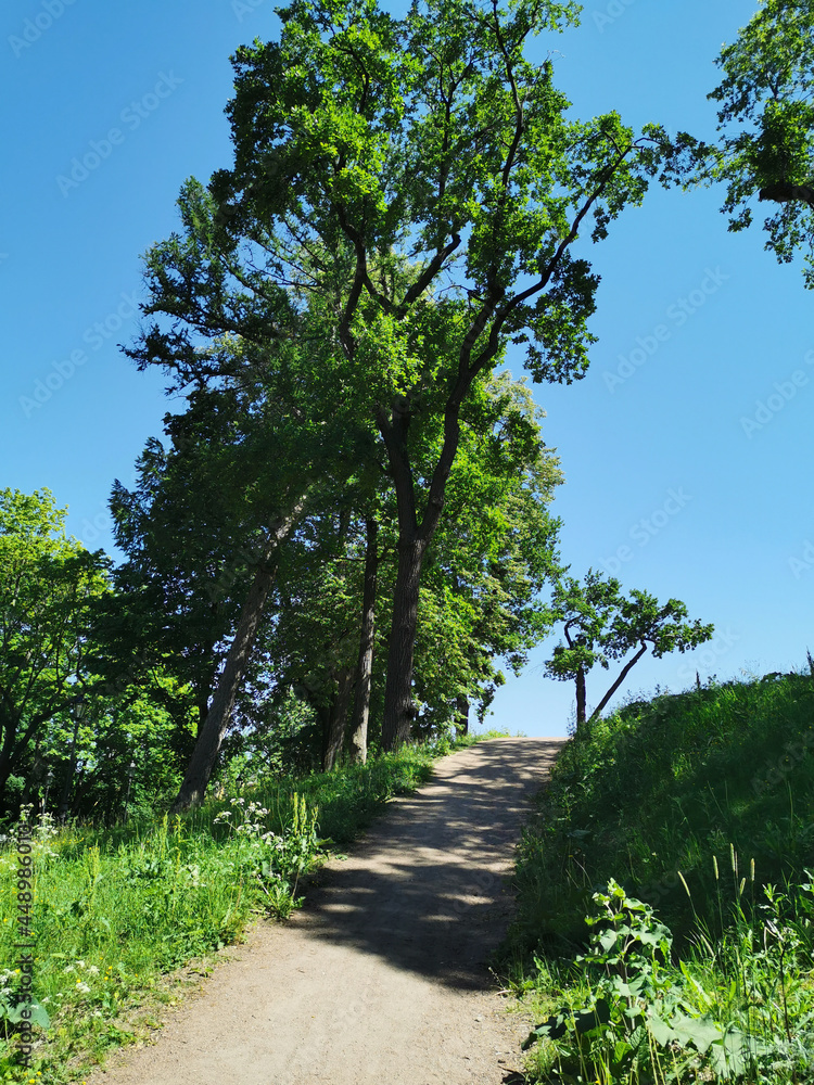 The road to the hill among the trees in the Summer Garden of the city of Kronstadt against the background of a blue cloudless sky.