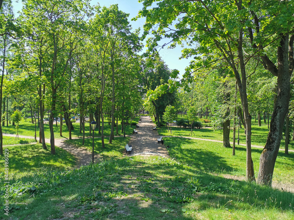 A road with white benches among the trees in the Summer Garden of the city of Kronstadt against the background of a blue cloudless sky.