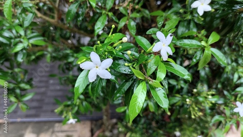 Beautiful jasmine flower plant