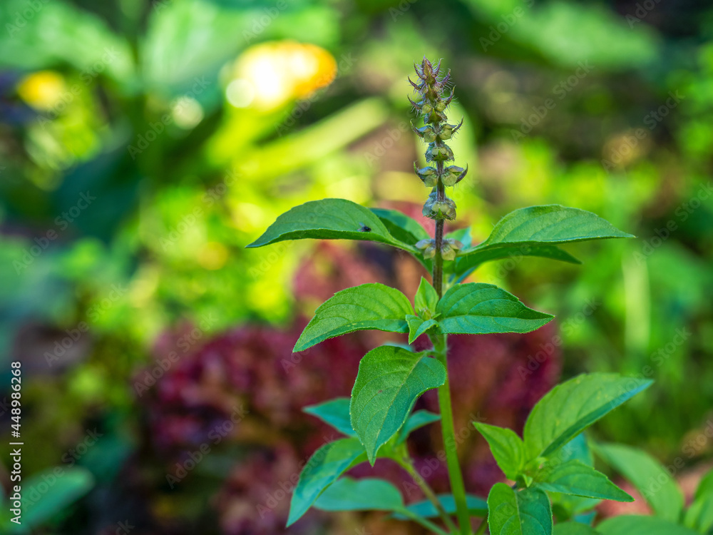 Obraz premium Lemon basil growing in a garden bed