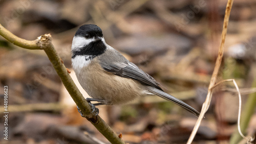 black capped chickadee  © MWPerspective