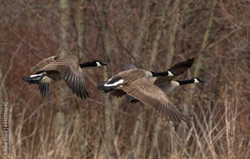 canada geese in flight © MWPerspective