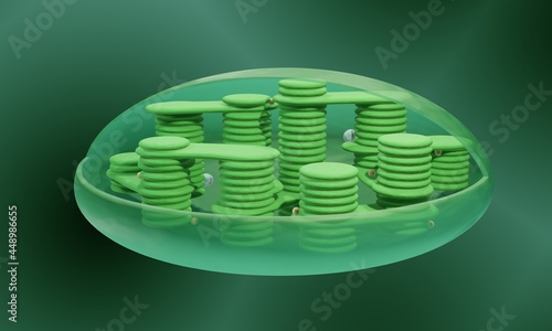 Structure of chloroplast 3d illustration photo