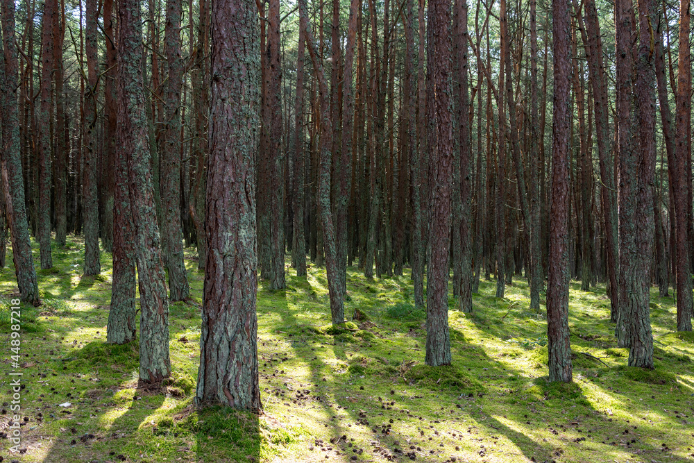 Naklejka premium Pine forest with curved trunks called