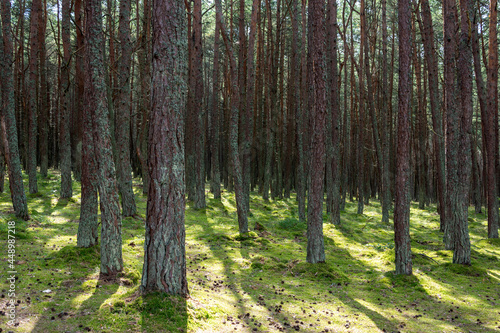 Pine forest with curved trunks called "dancing forest", Curonian spit