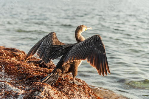 Cormorant drying its wings and facing the sun. Looks boldly towards the future. Freedom concept