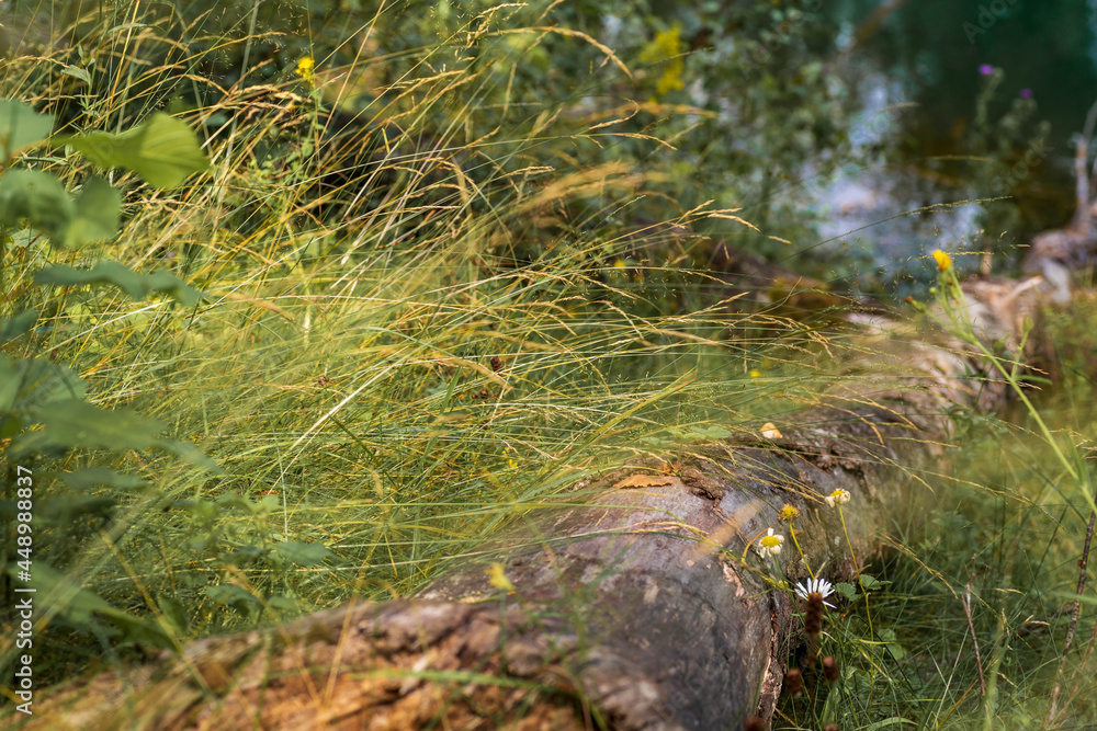 A broken tree lies on the ground surrounded by dangling grass, daisies. A broken tree lies on the ground surrounded by dangling grass, daisies.