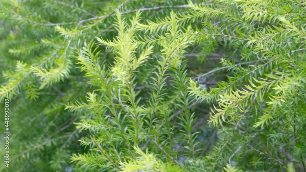 green leaves natural background wallpaper, texture of leaf, leaves with space for text
green leaves natural background wallpaper, texture of leaf, leaves with space for text