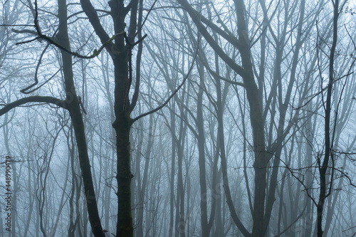 Trees and branches on a spooky misty winters day