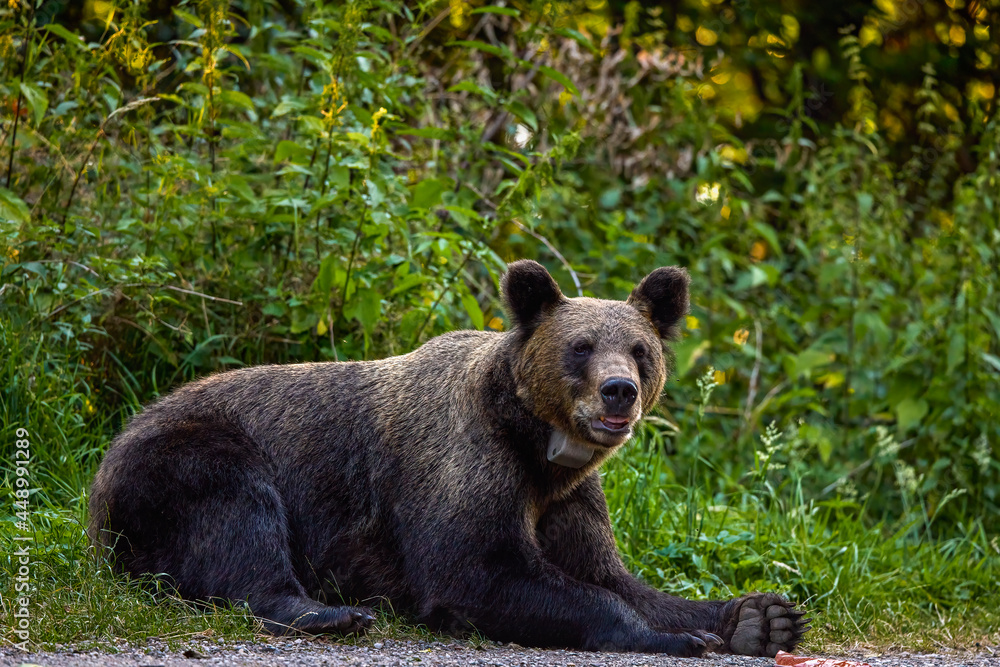 the brown bear in freedom, more and more frequent appearances in populated places in Romania (Transfagaraseanul).