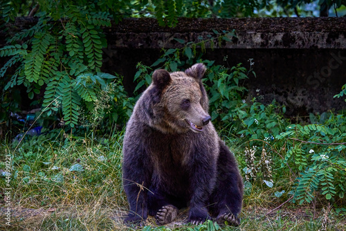 the brown bear in freedom  more and more frequent appearances in populated places in Romania  Transfagaraseanul .