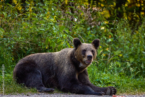 the brown bear in freedom, more and more frequent appearances in populated places in Romania (Transfagaraseanul). © czamfir