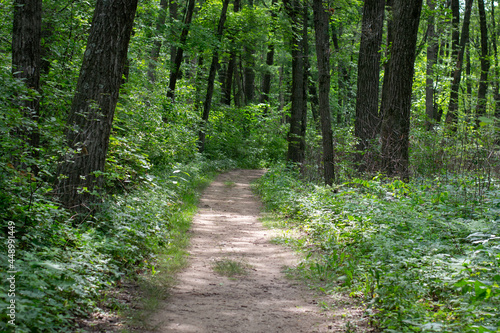 Hiking path in the woods with long trees and green leaves