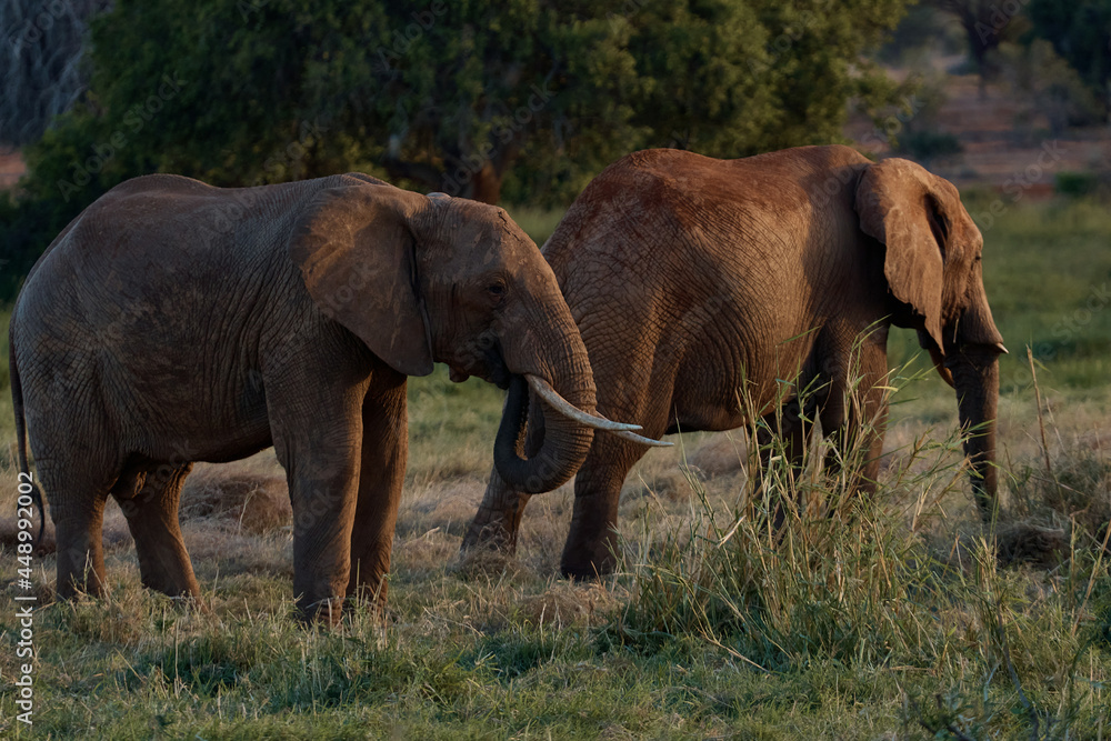 a pair of elephants walking in a safari a pair of elephants walking in a safari