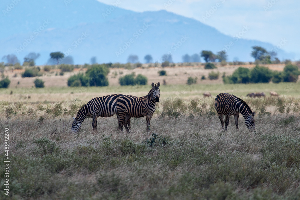 Fototapeta premium a family of zebras walking. safari kenya