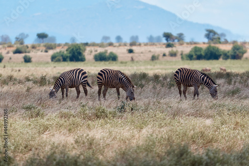 a family of zebras walking. safari kenya