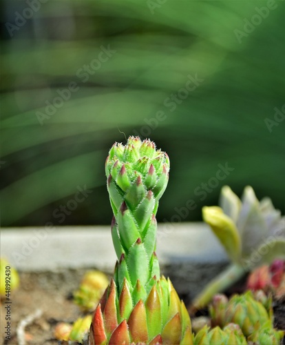 close up of a fern
