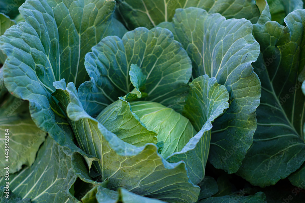 Close up green fresh cabbage maturing heads growing in the farm field Close up green fresh cabbage maturing heads growing in the farm field