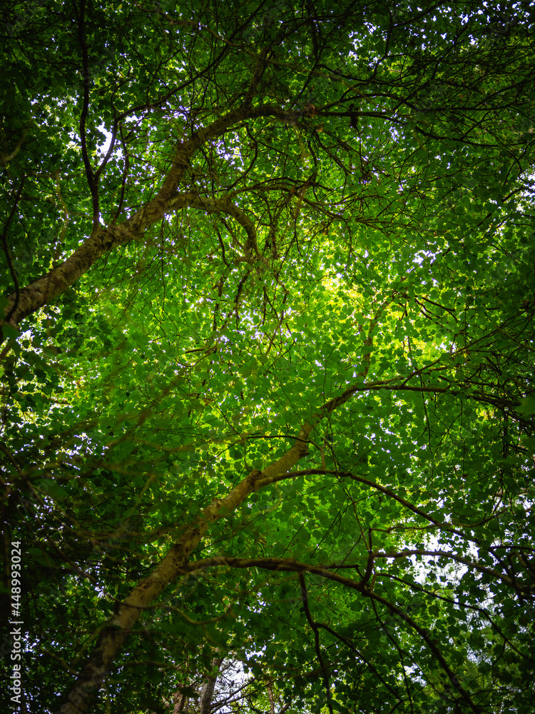 Birch trees with dark trunks and bright green leaves. Silhouette forest image for natural beauty, hope, and contrast with space for text. Birch trees with dark trunks and bright green leaves. Silhouette forest image for natural beauty, hope, and contrast with space for text.