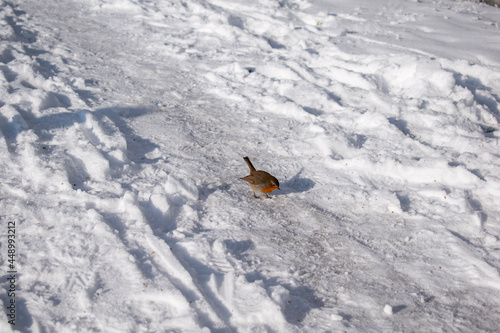 dog running in the snow © Marius