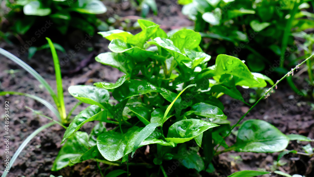 Defocus organic watercress salad growth in the vegetable garden. Defocus organic watercress salad growth in the vegetable garden.